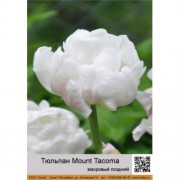 Тюльпан Mount Tacoma