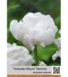 Тюльпан Mount Tacoma
