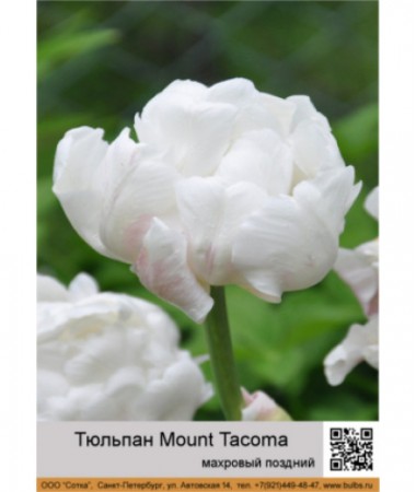 Тюльпан Mount Tacoma