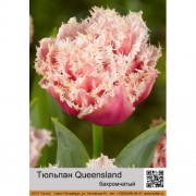 Тюльпан Queensland