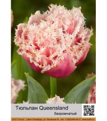 Тюльпан Queensland