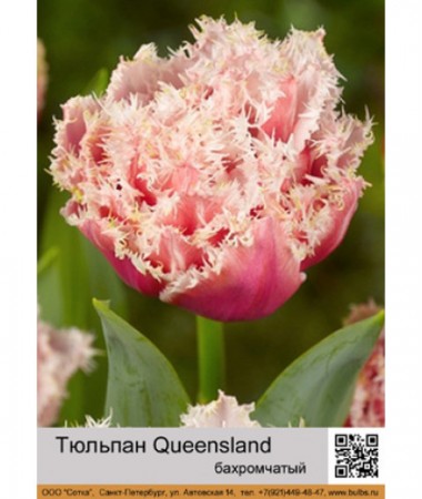 Тюльпан Queensland