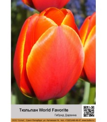 Тюльпан World_Favorite