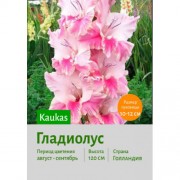 Гладиолус Kaukasus Гладиолус Kaukasus