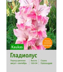 Гладиолус Kaukasus