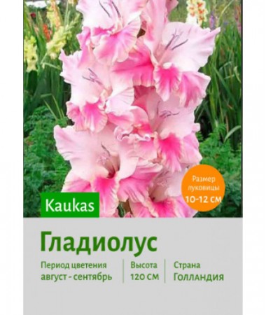 Гладиолус Kaukasus