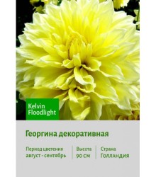 Георгина Kelvin Floodlight Георгина Kelvin Floodlight