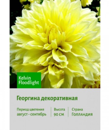 Георгина Kelvin Floodlight