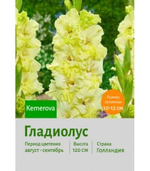 Гладиолус Kemerovj