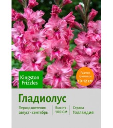 Гладиолус Kingston Frizzles