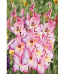 Гладиолус Kursk