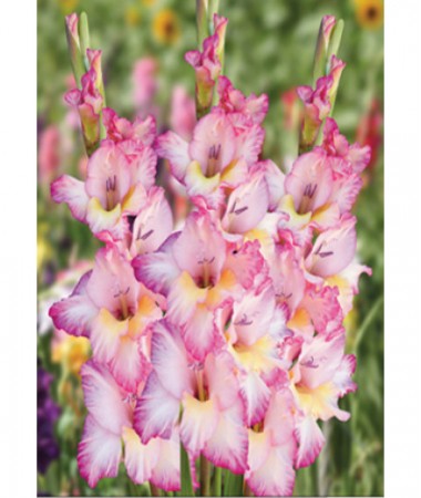 Гладиолус Kursk