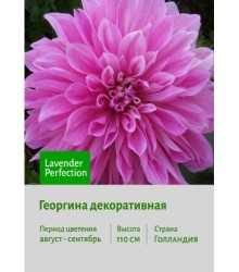 Георгина Lavender Perfection Георгина Lavender Perfection