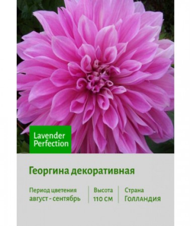 Георгина Lavender Perfection