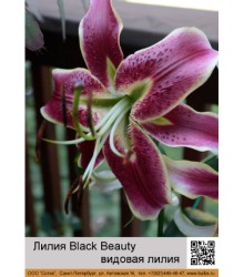 Лилия Black Beauty