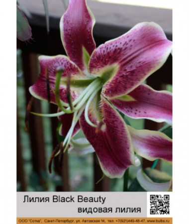 Лилия Black Beauty