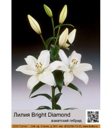 Лилия Bright Diamond