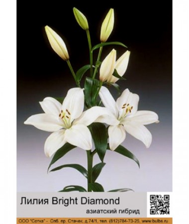 Лилия Bright Diamond