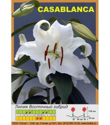 Лилия Casablancha
