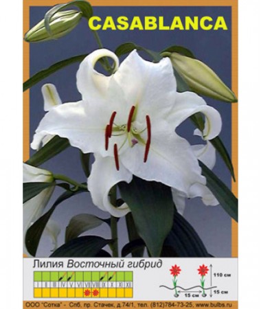 Лилия Casablancha