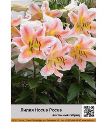 Лилия Hocus Pocus