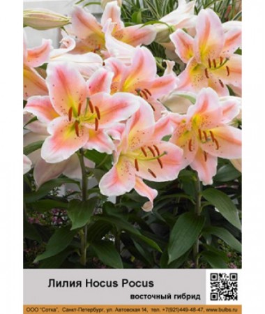 Лилия Hocus Pocus