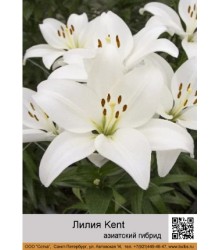 Лилия Kent