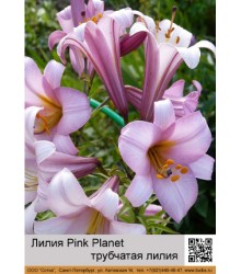 Лилия Pink Planet