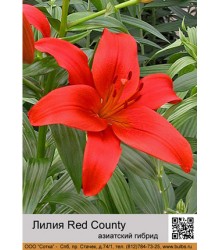 Лилия Red County