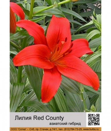Лилия Red County