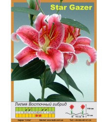 Лилия Stargazer