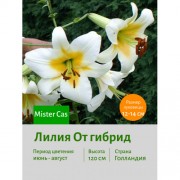 Лилия Mister Cas