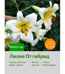 Лилия Mister Cas
