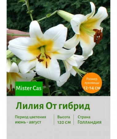 Лилия Mister Cas