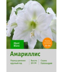 Амариллис Mont Blanc Амариллис Mont Blanc