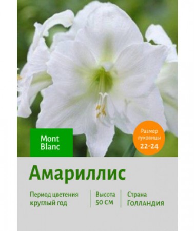 Амариллис Mont Blanc