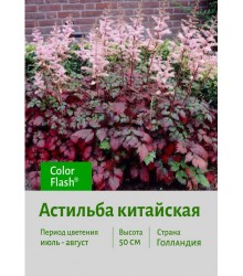Астильба Color Flash Астильба Color Flash