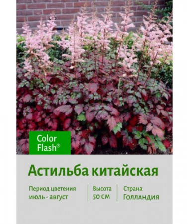 Астильба Color Flash