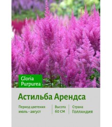 Астильба Gloria Purpurea