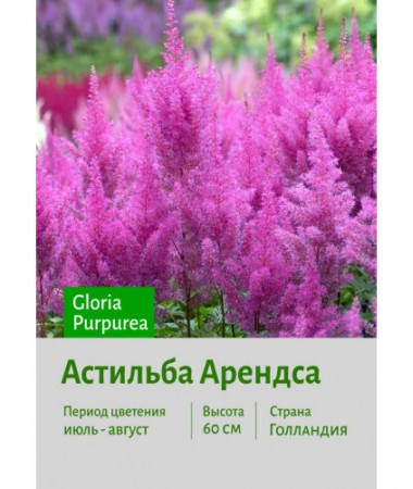 Астильба Gloria Purpurea