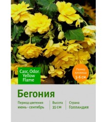 Бегония Casc. Odor. Yellow Flame Бегония Casc. Odor. Yellow Flame