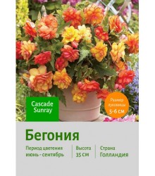 Бегония Cascade Sunray Бегония Cascade Sunray