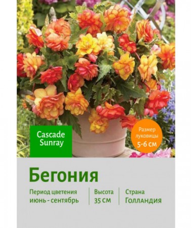 Бегония Cascade Sunray