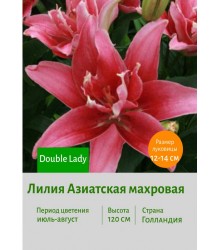 Лилия Double Lady