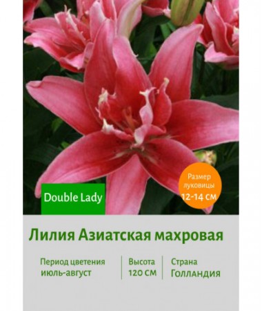 Лилия Double Lady