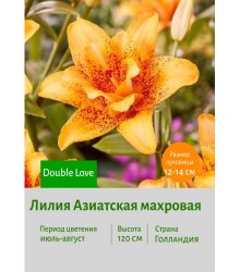 Лилия Double Love
