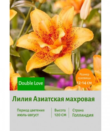 Лилия Double Love