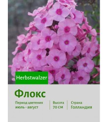 Флокс Herbstwalzer