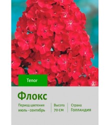 Флокс Tenor