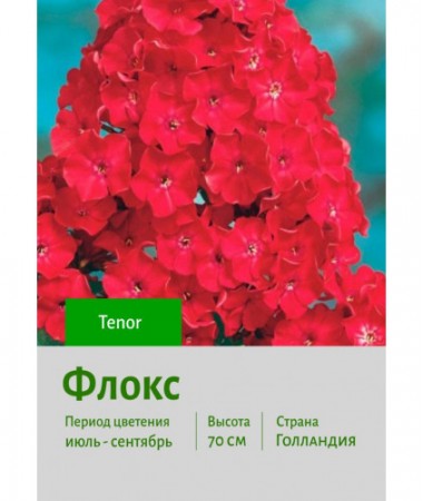 Флокс Tenor